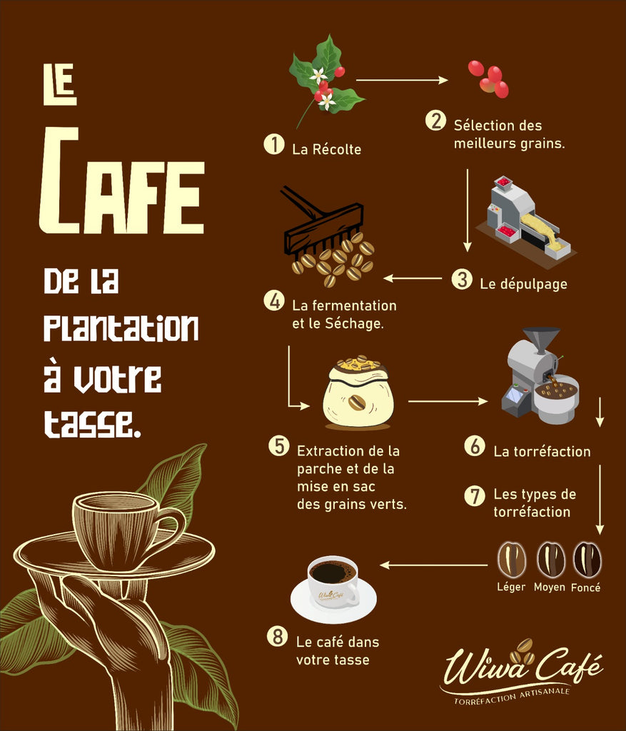 De la plantation à votre tasse